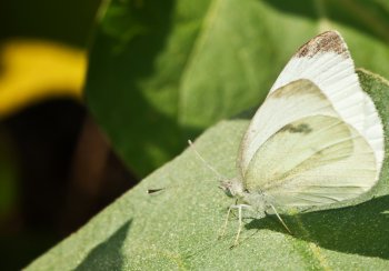 белая бабочка